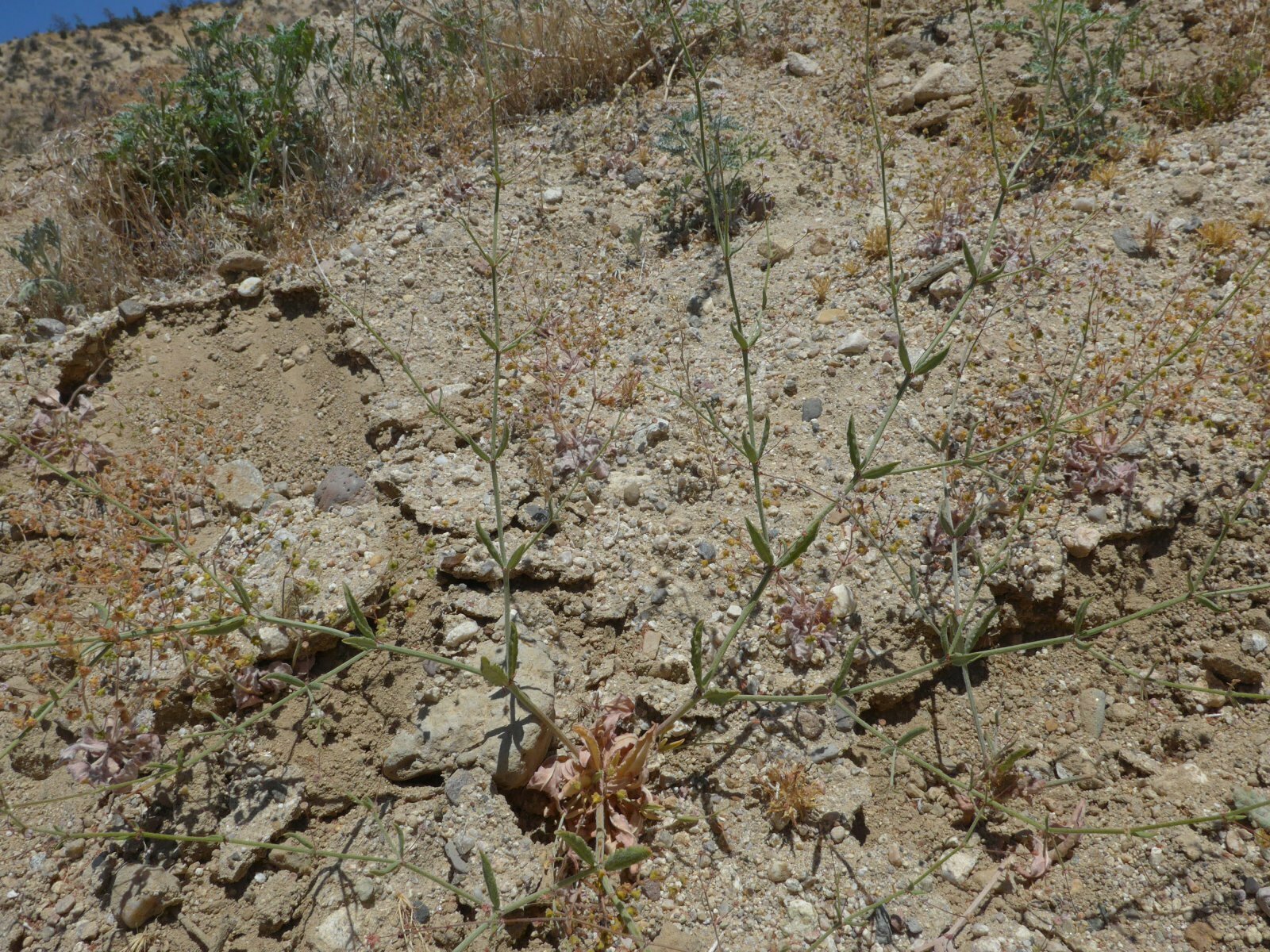High Resolution Eriogonum sp2. Plant